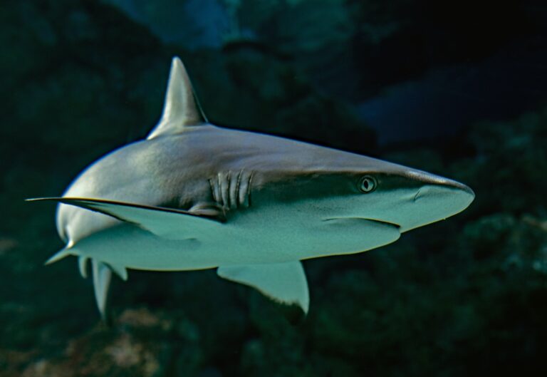 ‘Belong in last century’: shark nets return to Wollongong beaches